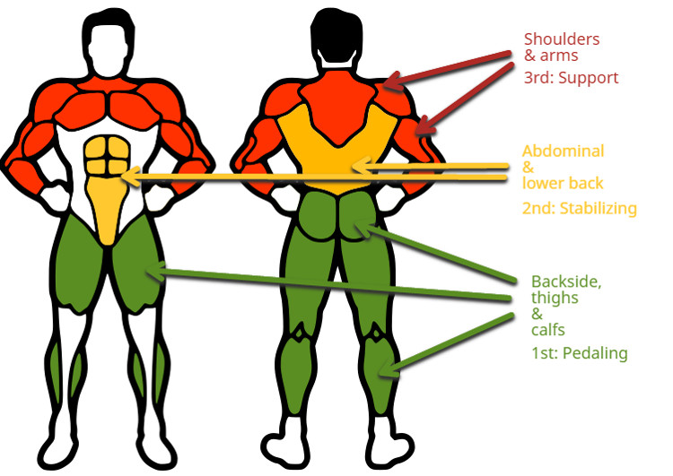 muscles worked cycling